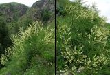 Astragalus galegiformis