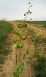 Sameraria cardiocarpa. Верхушка цветущего и плодоносящего растения. Ростовская обл., Орловский р-н, окр. пос. Маныч, северный склон берега оз. Грузское. 28.04.2014.