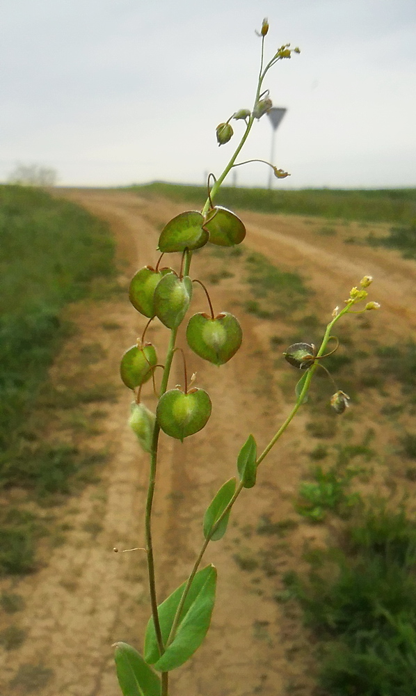 Изображение особи Sameraria cardiocarpa.