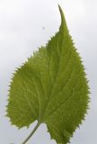 Lunaria rediviva