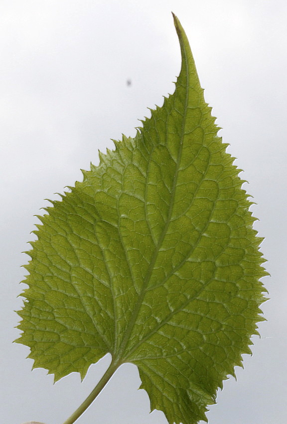 Изображение особи Lunaria rediviva.