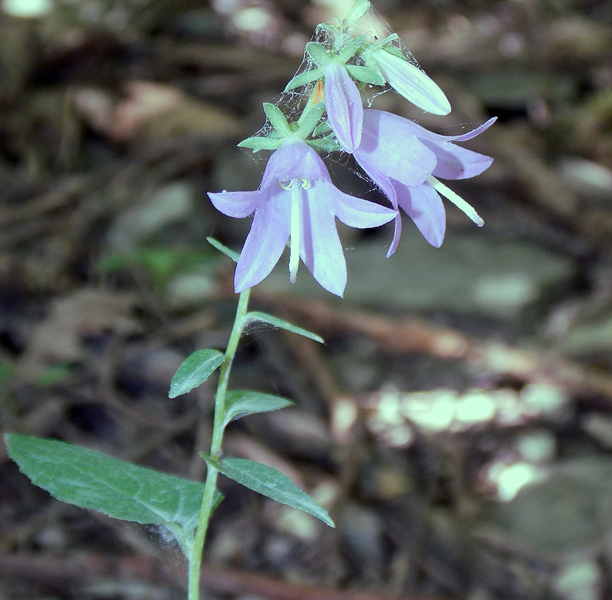Image of Campanula rapunculoides specimen.