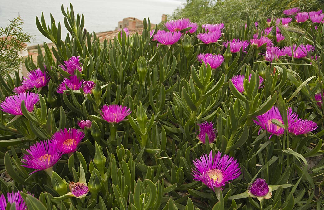 Image of Carpobrotus acinaciformis specimen.