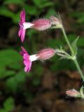 Melandrium dioicum. Часть соцветия. Украина, Львовская обл., Дрогобычский р-н, г. Трускавец, Помярки, лес, возле тропы. 03.06.2014.