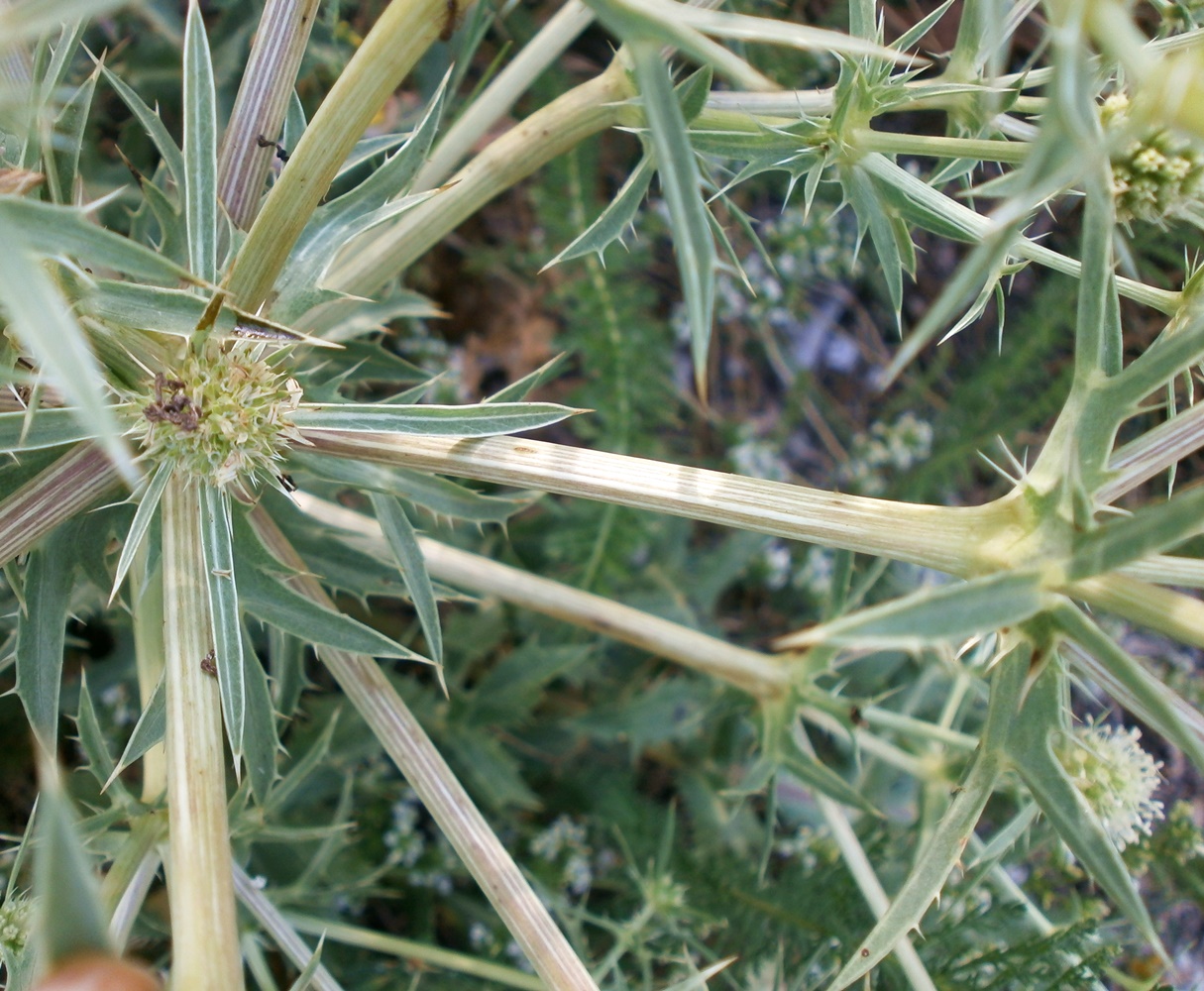 Изображение особи Eryngium campestre.