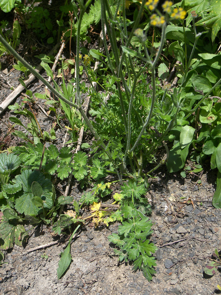Изображение особи Pastinaca aurantiaca.
