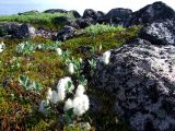 Salix lanata. Плодоносящие растения в приморской тундре. Кольский п-ов, побережье Восточного Мурмана, окр. пос. Дальние Зеленцы, Дальний Пляж. 14.07.2007.