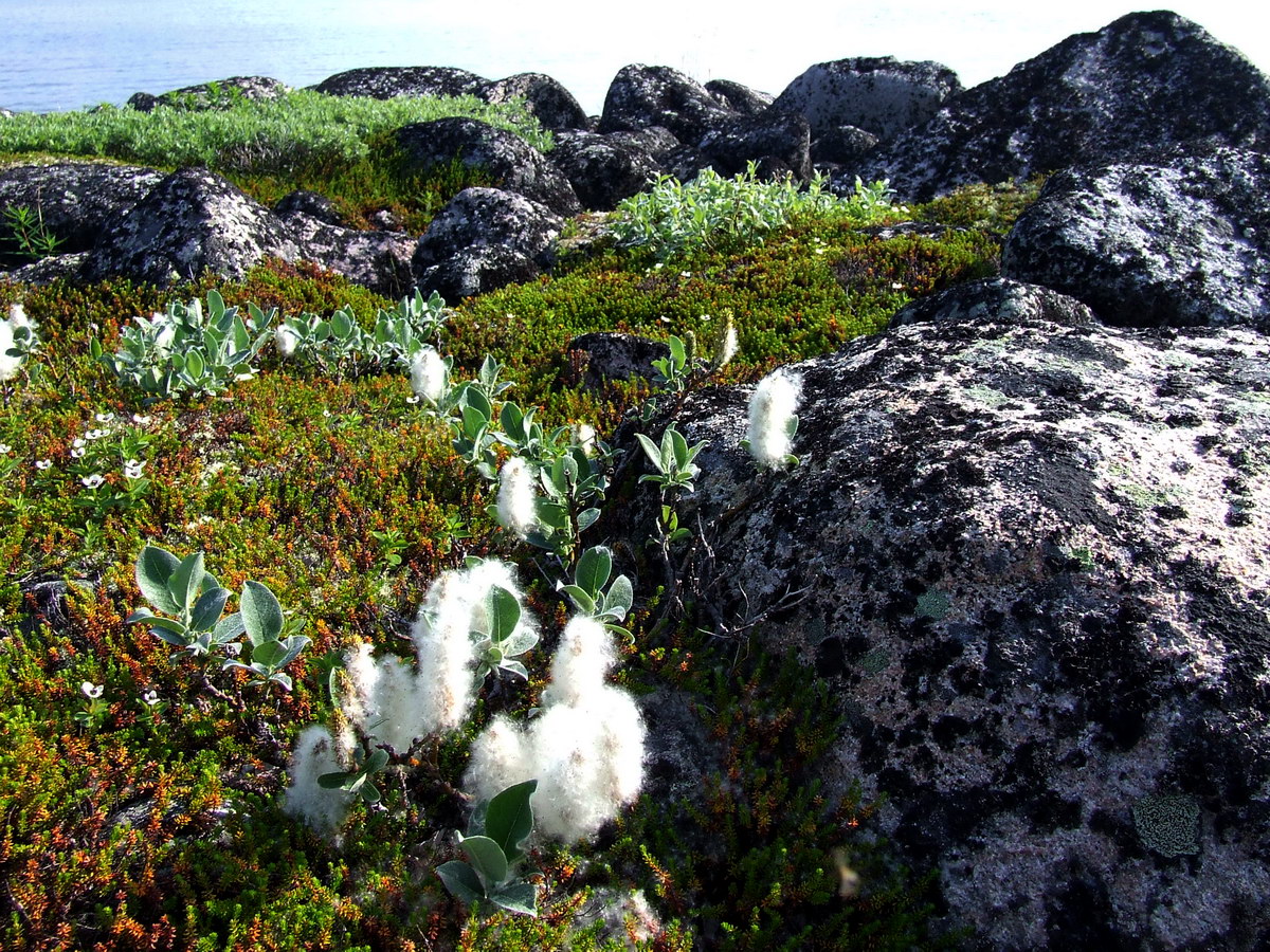 Image of Salix lanata specimen.