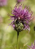 Centaurea adpressa