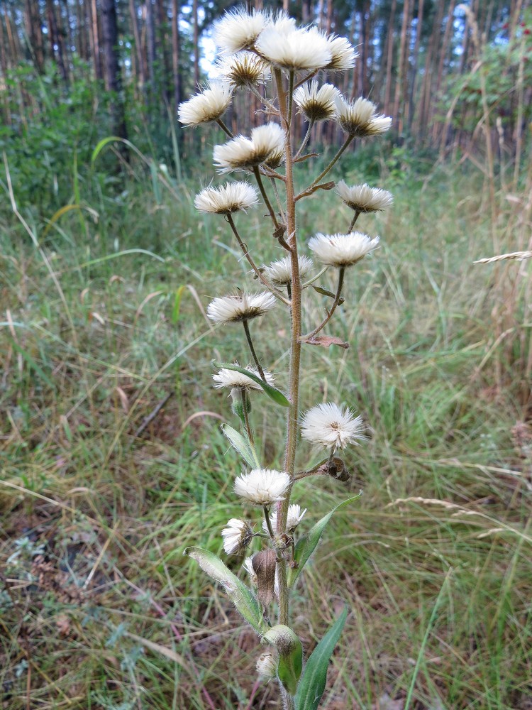 Image of Erigeron acris specimen.