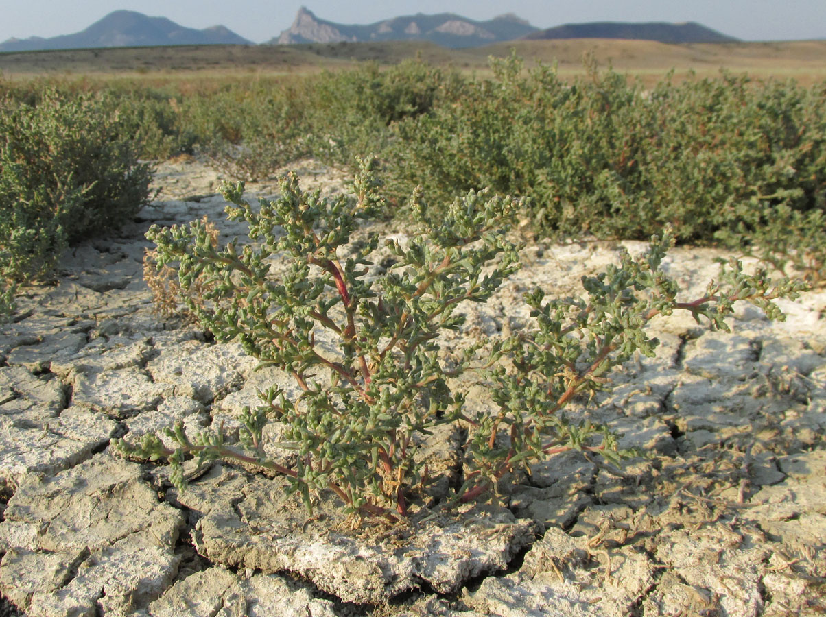 Image of Petrosimonia oppositifolia specimen.