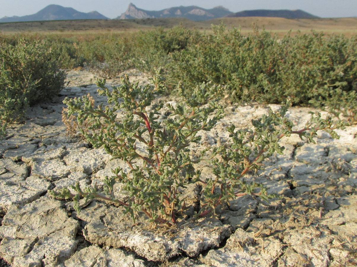 Изображение особи Petrosimonia oppositifolia.