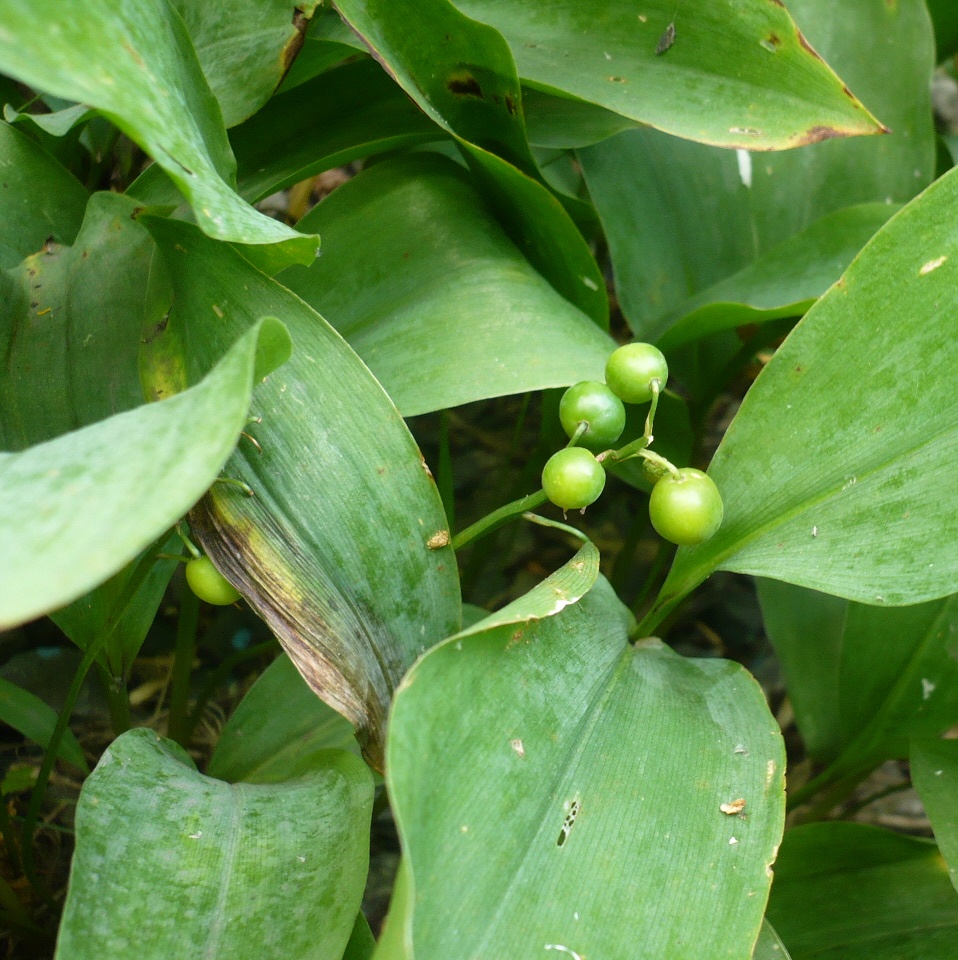 Image of Convallaria majalis specimen.