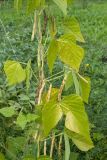 Phaseolus vulgaris