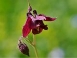 Aquilegia atrovinosa