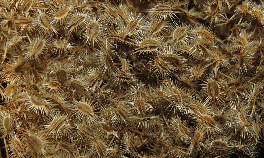 Изображение особи Daucus carota.