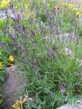 Dianthus superbus