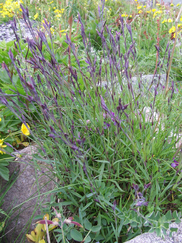 Image of Dianthus superbus specimen.