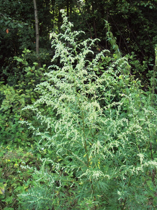 Image of Artemisia vulgaris specimen.