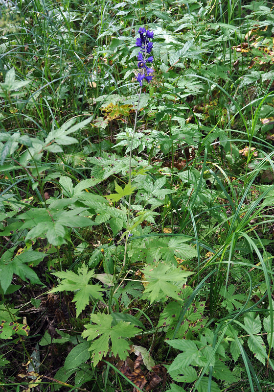 Изображение особи Delphinium elatum.