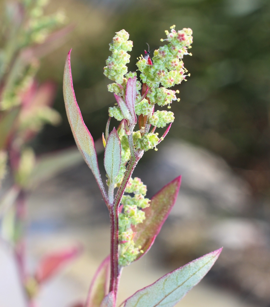 Image of Chenopodium striatiforme specimen.