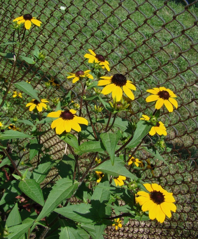 Image of Rudbeckia triloba specimen.