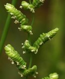 Beckmannia syzigachne