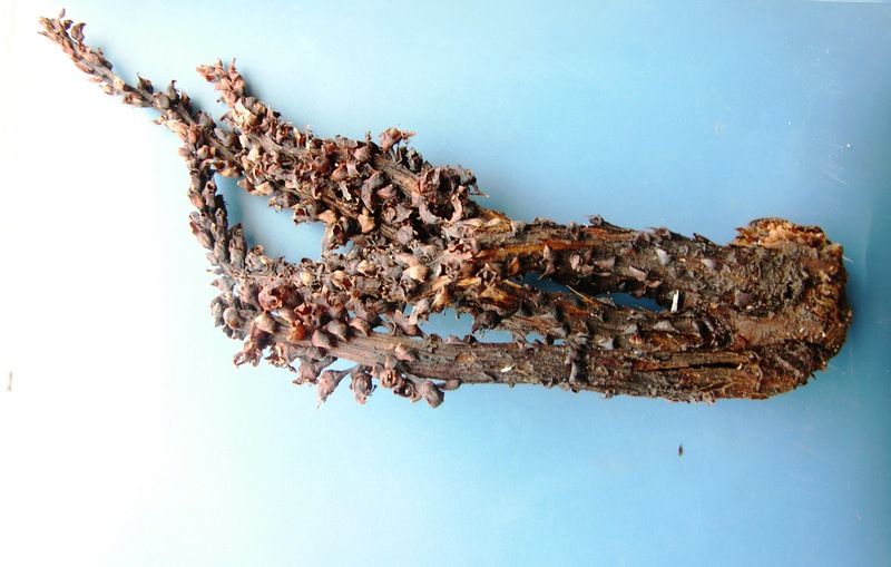 Image of Boschniakia rossica specimen.