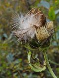 Cirsium oleraceum. Корзинки с плодами. Видны характерные для бодяков перистые щетинки хохолков семянок. Санкт-Петербург, Дудергофские высоты. Конец сентября.