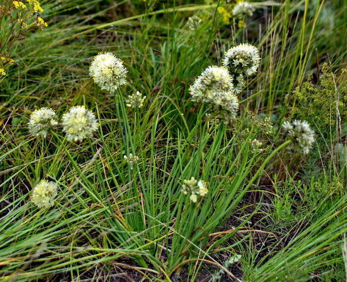 Изображение особи Allium tuvinicum.