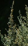 Artemisia stolonifera