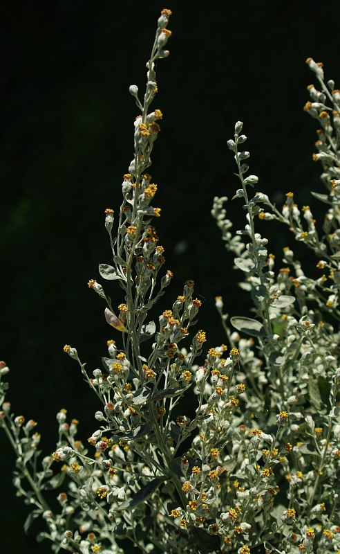 Image of Artemisia stolonifera specimen.