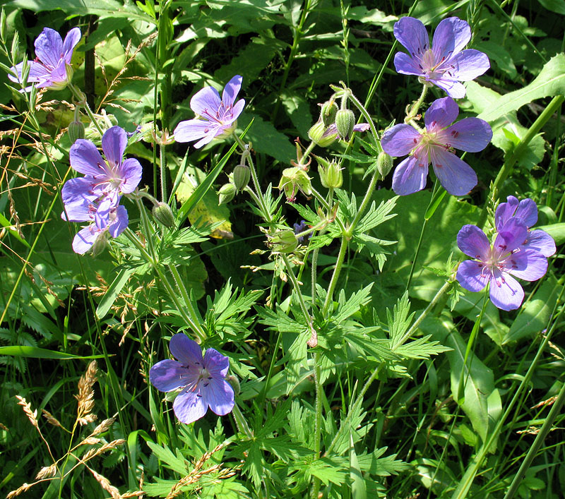 Image of Geranium pratense specimen.