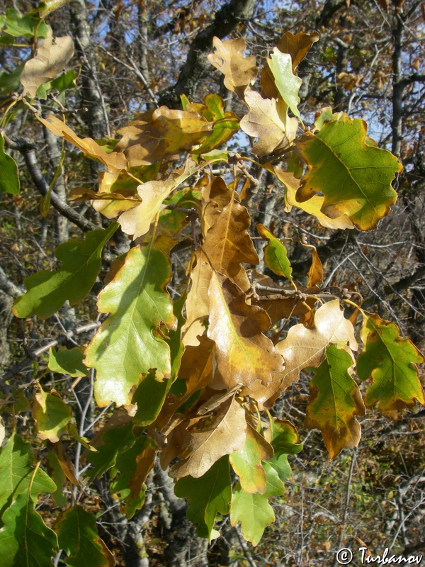 Image of Quercus pubescens specimen.