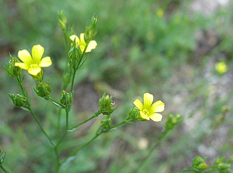 Изображение особи Linum corymbulosum.