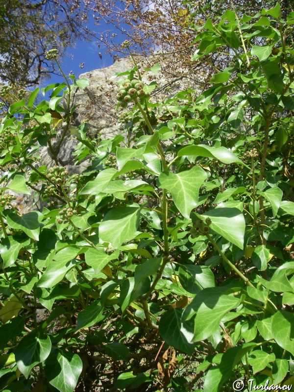 Изображение особи Hedera helix.