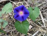Ipomoea purpurea