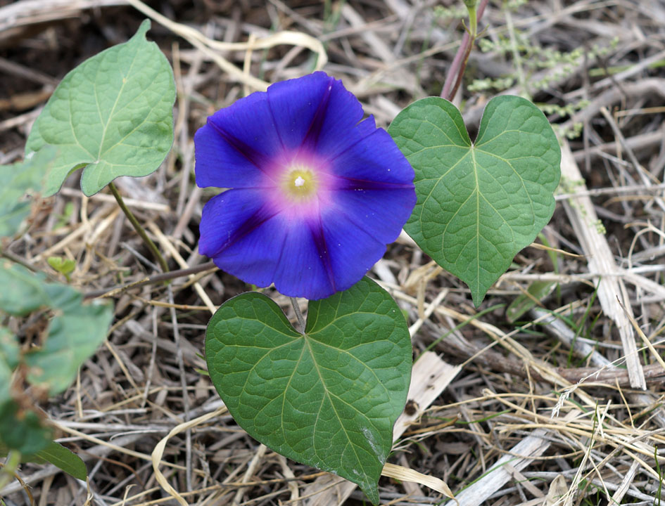 Изображение особи Ipomoea purpurea.