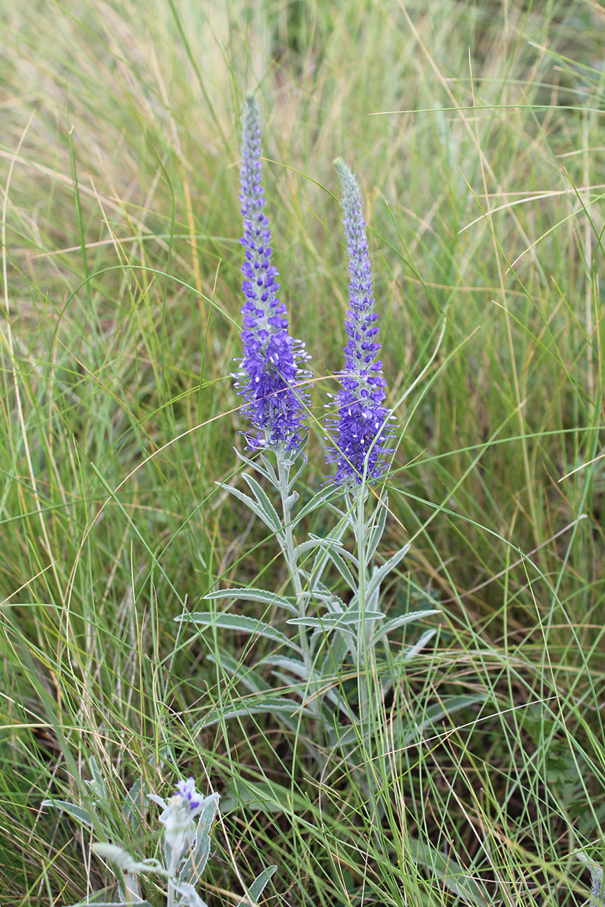 Image of Veronica incana specimen.