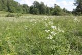 Anthriscus sylvestris. Аспект купыря на пойменном лугу. Ленинградская обл., Лужский р-н. 20.06.2009.