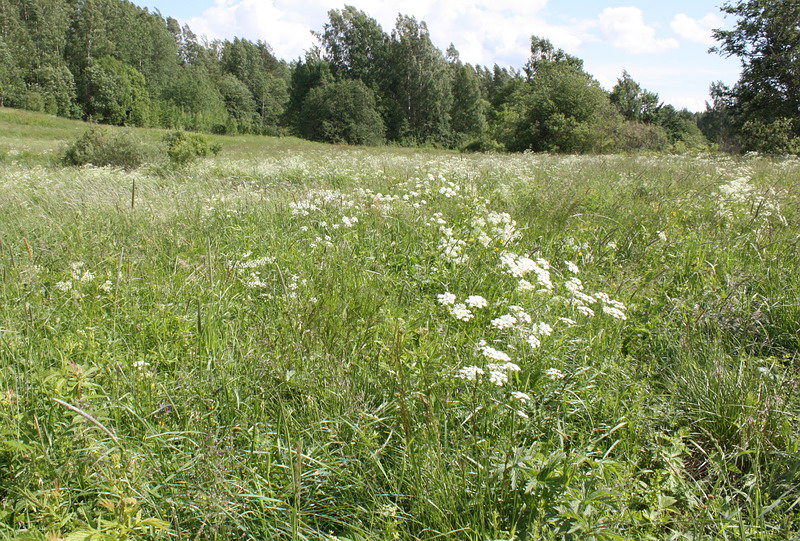 Изображение особи Anthriscus sylvestris.