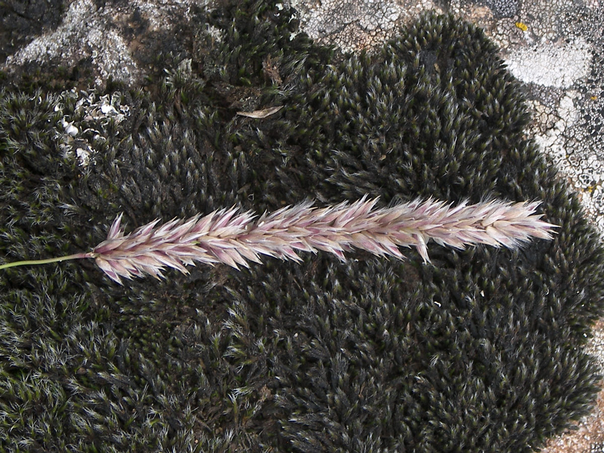 Image of Melica transsilvanica specimen.