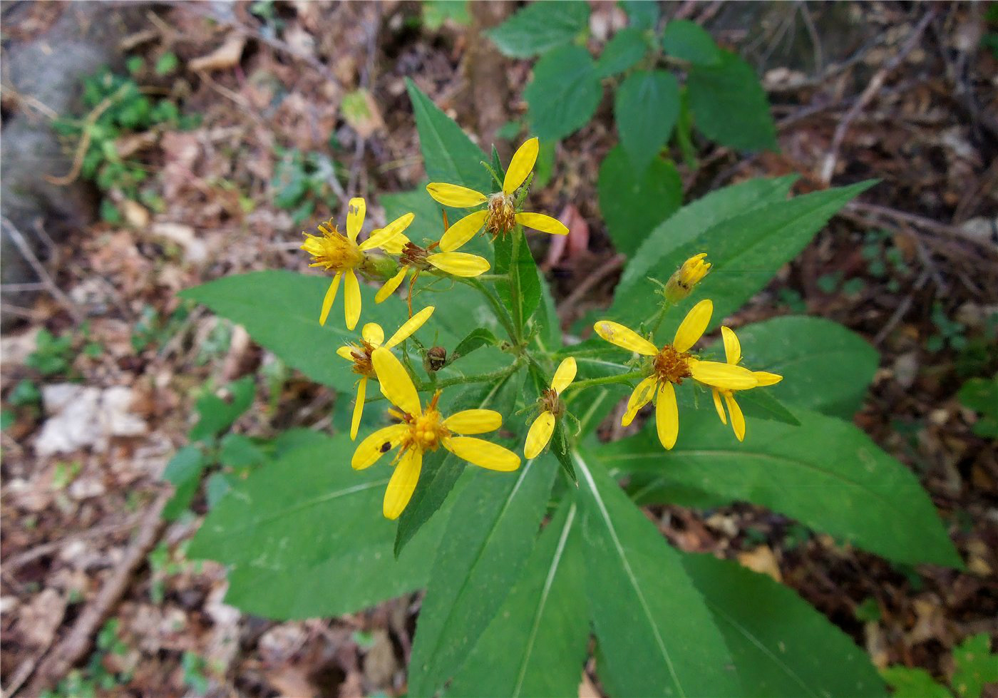 Изображение особи Senecio propinquus.