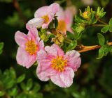 Dasiphora fruticosa