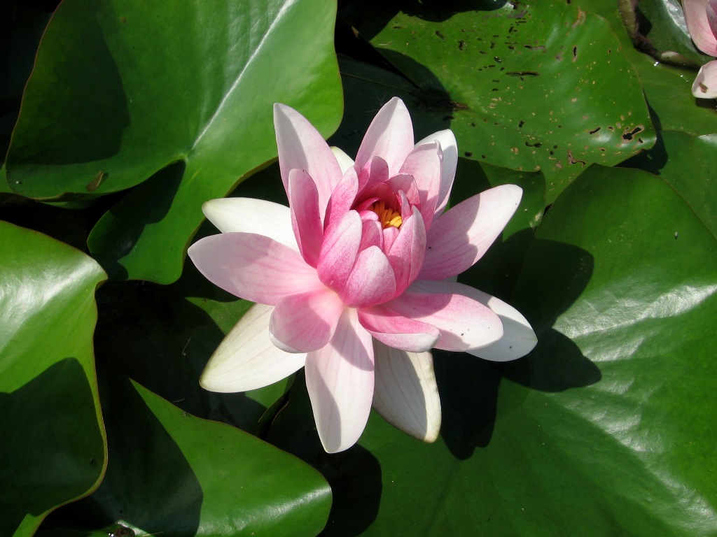 Image of Nymphaea &times; marliacea specimen.