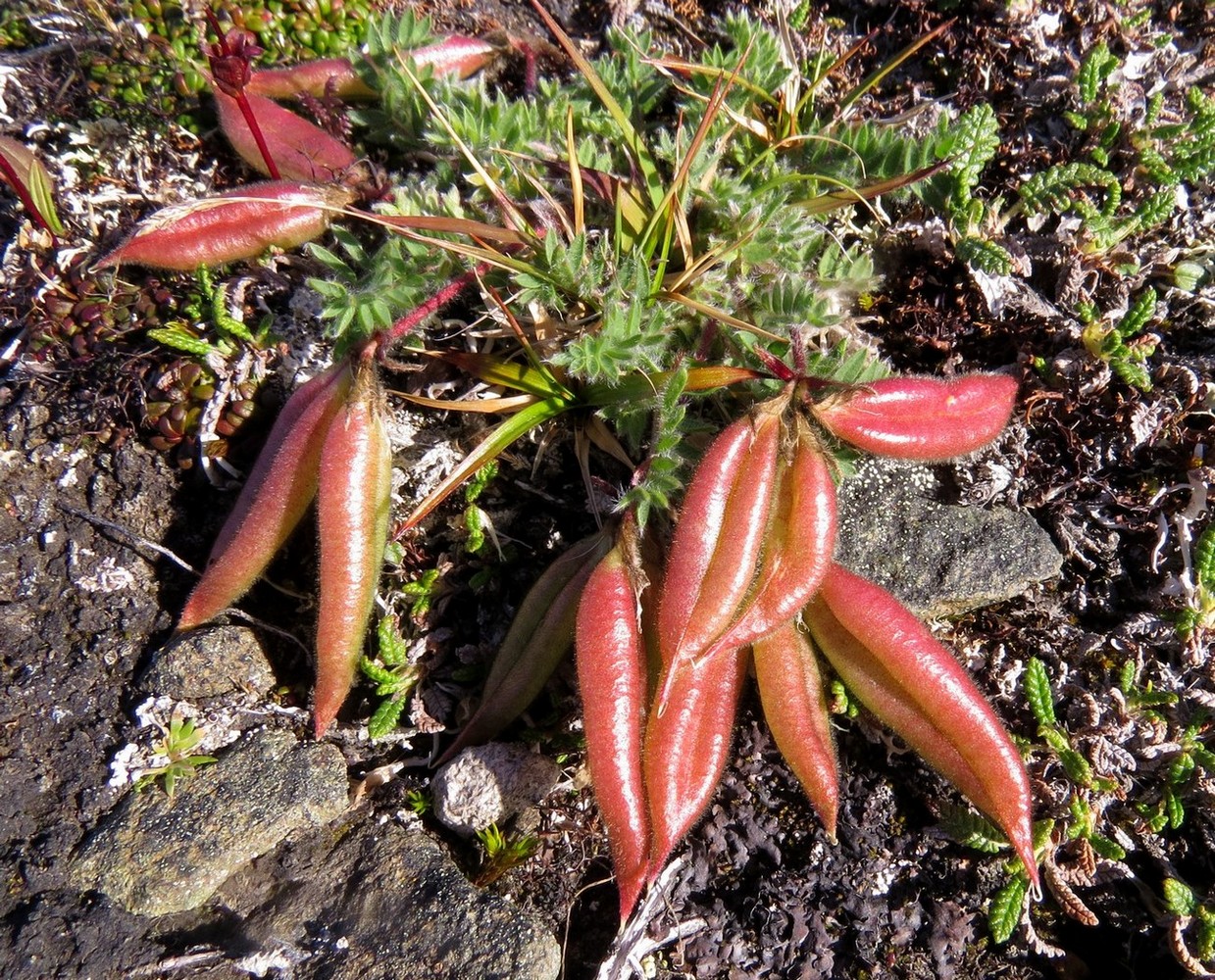 Изображение особи Oxytropis nigrescens.