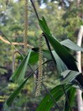 Licuala peltata. Часть побега с завязавшимися плодами. Андаманские острова, остров Северный Андаман, окр. г. Диглипур, опушка влажного тропического леса.