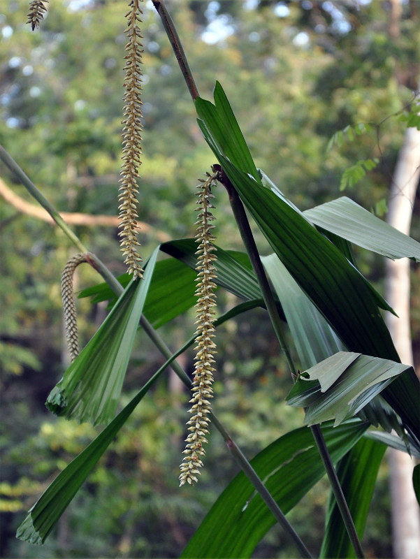 Image of Licuala peltata specimen.