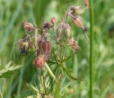 Geranium pratense. Соцветие с отцветшими цветками. Иркутская обл., Иркутский р-н, долина р. Иркут. 14.07.2014.