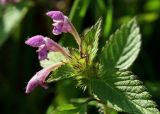 Galeopsis bifida. Верхушка цветущего и плодоносящего растения. Костромская обл., Судиславский р-н, дер. Антипино, залежь. 06.09.2015.
